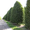 Carpinus betulus 'Fastigiata'